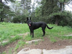 La sétaire glauque : un danger pour les chiens - Guides Jardinier