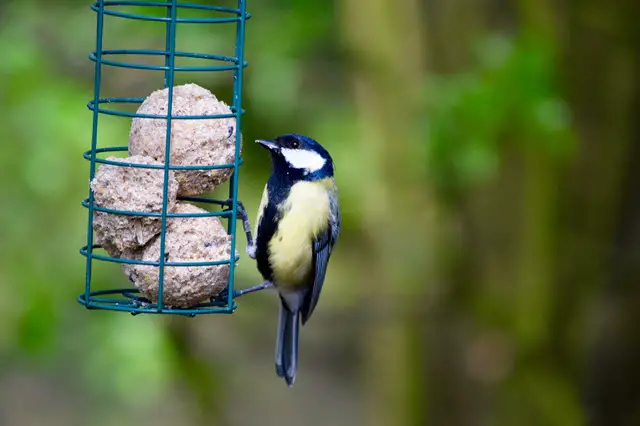 Réaliser des boules de graisses pour les oiseaux 