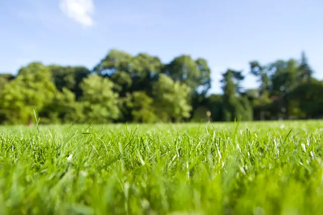 Types De Pelouse Ou Comment Choisir Son Gazon - Guides Jardinier