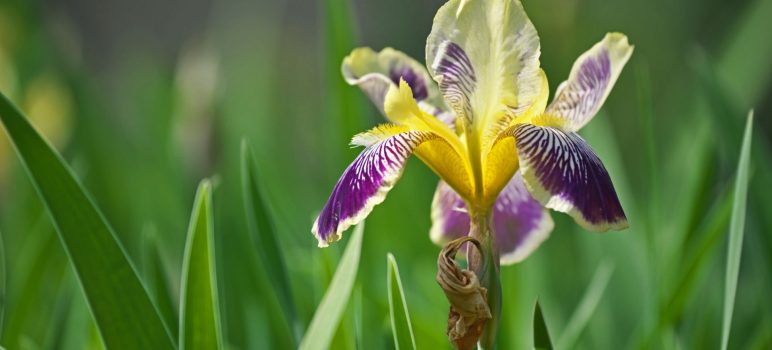 Vous ne croirez pas à quel point vos Iris peuvent être colorés après cette taille spéciale ! Découvrez comment !