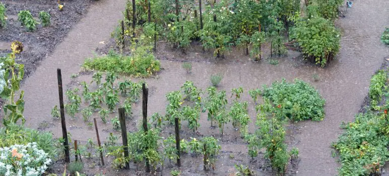 Pluie battante au potager ? Les astuces infaillibles pour remettre votre jardin sur pied!
